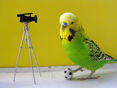 #15 Budgerigar Wallpaper